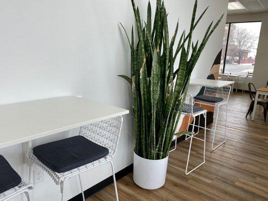 Giant snake plant and seating