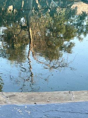 The pool that is full of green