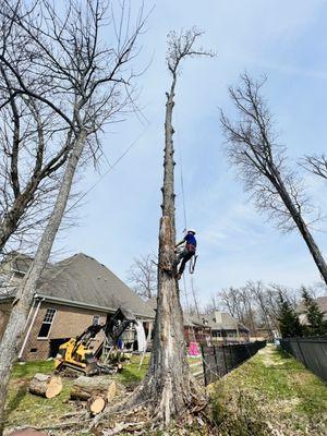 Miguel's Tree Services