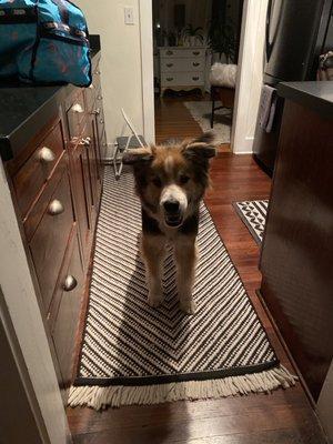 My happy boy riding his new hair cut and bath