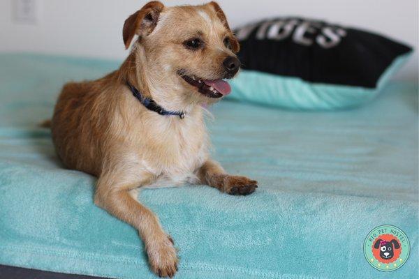 This is Henry, just one of many furry clients at Rio Pet Hostel