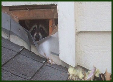 East Coast Wildlife Removal - Wildlife removal services in Jacksonville and Duval county areas