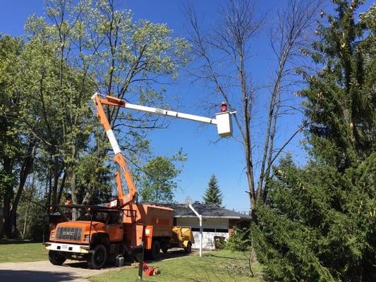 Tree trimming in Dayton, OH