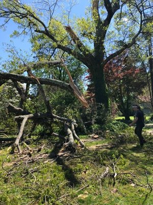 Tree removals, Land clearing, stump grinding, Emergency tree removal 24 hours a day.