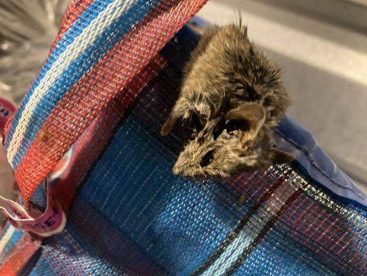 This mouse was stuck to my beach bag!