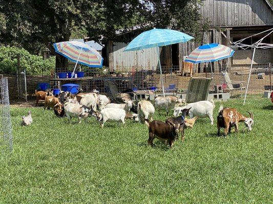 See all the goats!