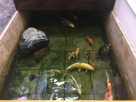 Picture of the fish tank.