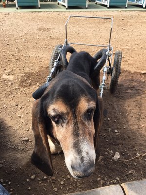 Senior Basset