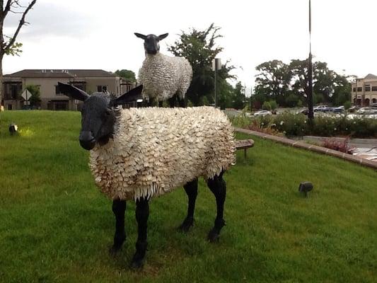 Cute #sheep #sculptures near #Walgreens.  #art