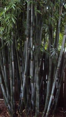 Beautiful Tropcial Blue bamboo