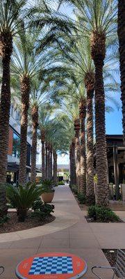 There are more palm trees here then there are in SoCal