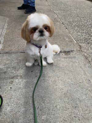 Cody after being groomed at Urban woof!