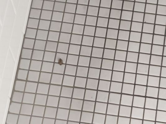 Bug in steam room