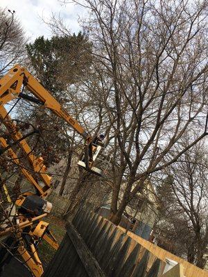 Cutting down the tree level with the fence