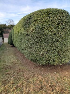 Large hedge pruning job in Philipsburg,PA