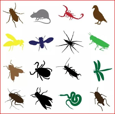 Insects and rodents we exterminate. Rodent proofing & insect proofing  Termite Inspections & treatment