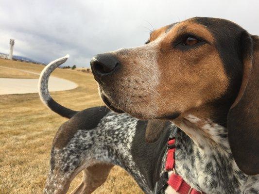 Pippi-the owners coonhound