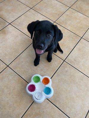 Lab Puppy Training