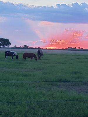 Horses in pasture in Mart, Texas sunset