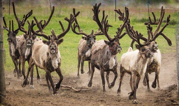 Reindeer Express