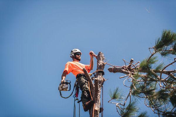 Rigging the top out of a pine.  The tree was a few feet from a very nice home.  About 70ft right there.