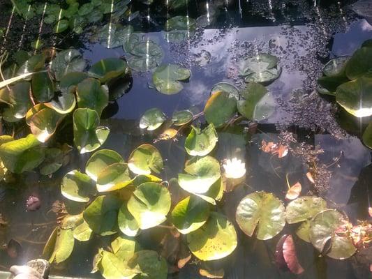 Pond plants for sale