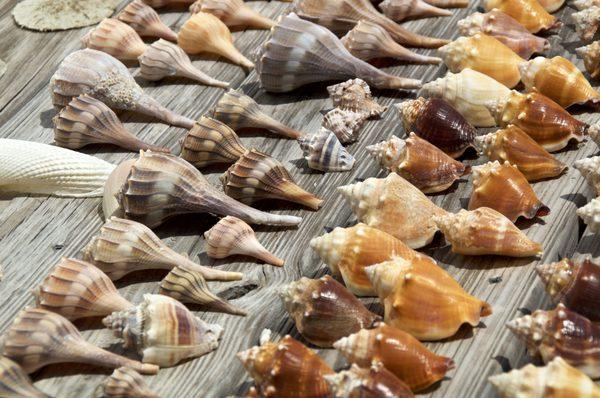 Shelling is famous in Marco Island and the 10,000 Islands