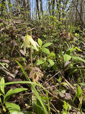 Fawn lily