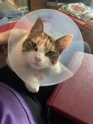 Post-op, they attached the collar very well