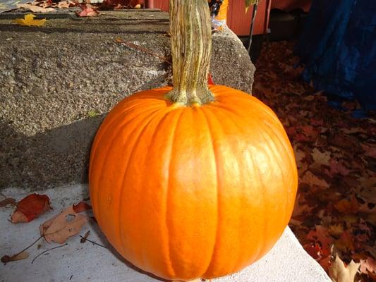 cute little pumpkin $5