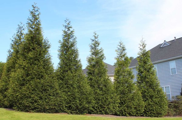 Twin Pines Tree Transplanting