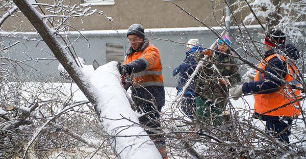 tree removal in the snow