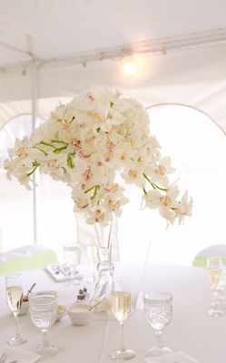 White cymbidium orchids