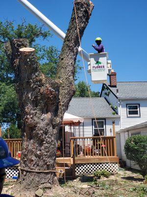 Tree work