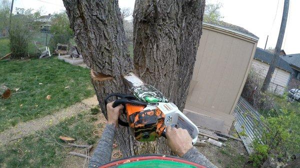 Felling a Siberian Elm