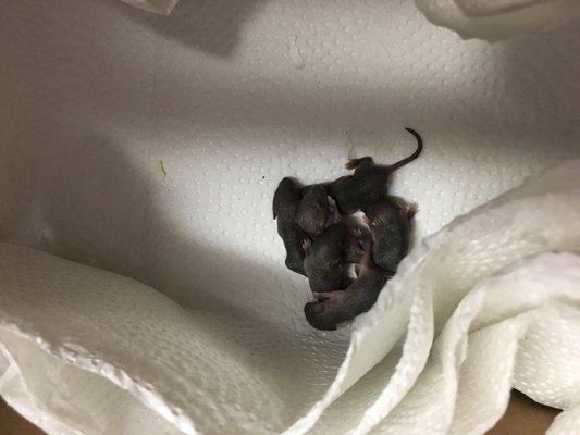 6 orphaned baby mice