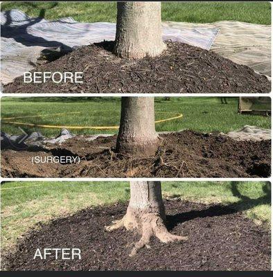 avoid mulching your tree follow the photos for the correct way to mulch your tree.