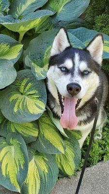 Axel hiding in the shade of our great expectation hosta.