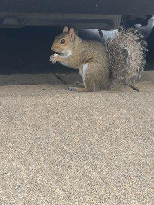 Squirrel removal in Fairfax, Fredericksburg, Centreville, Manassas, Woodbridge and other parts of Northern VA.