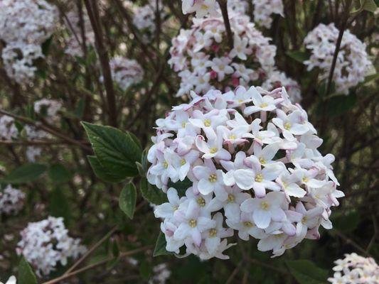 Spring blossoms