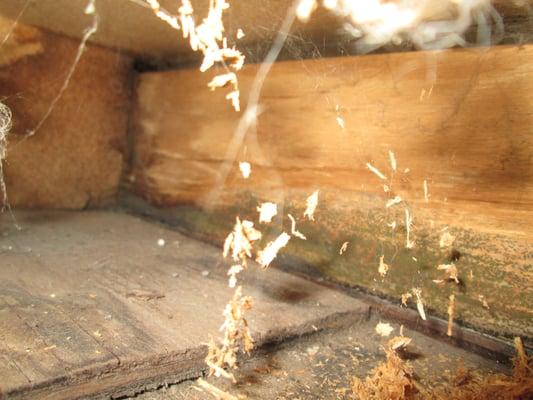 It is important to check the kitchen cabinet base for hidden moisture during a home inspection. Cabinet base was wet and moldy.