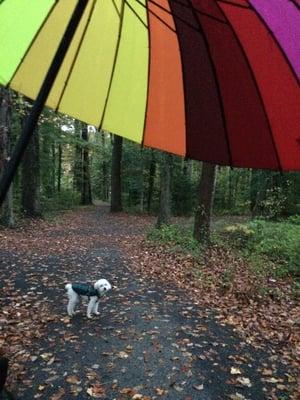 Rainy day in the park