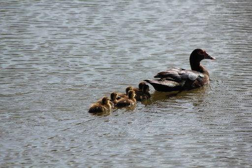 Yes, They're ducks.