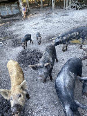 Penned pigs for hunting