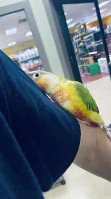 Baby pineapple conure