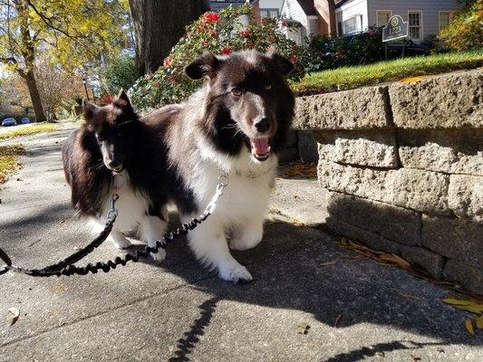 Handsome Helper Pet Care