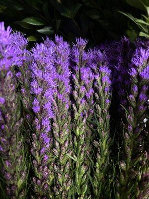 Liatris