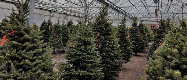 Fresh Cut Christmas Trees!