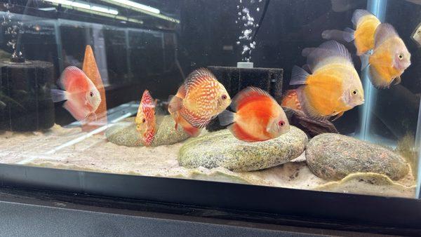 Colorful discus