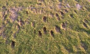 Tee Spots are quite beat up and not maintained at all.  This is in good condition compared to what seen there consistantly